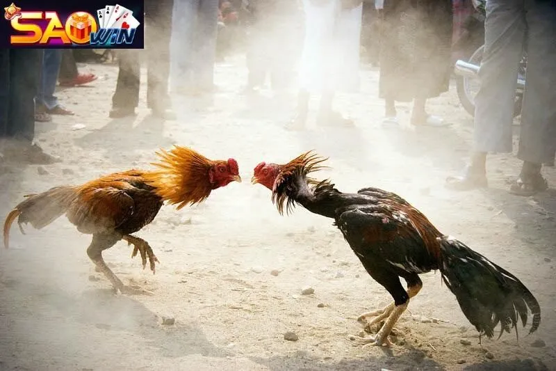 Đá Gà Saowin – Sân Chơi Đá Gà Uy Tín Hàng Đầu Tại Saowin 2024 1 Đá gà Saowin siêu phẩm đá gà tại sảnh cược Saowin