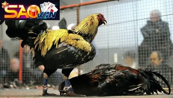 Đá Gà Saowin – Sân Chơi Đá Gà Uy Tín Hàng Đầu Tại Saowin 2024 3 Đá gà tại Saowin có uy tín không?